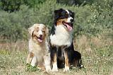 BERGER AUSTRALIEN - ADULT & PUPPY 030